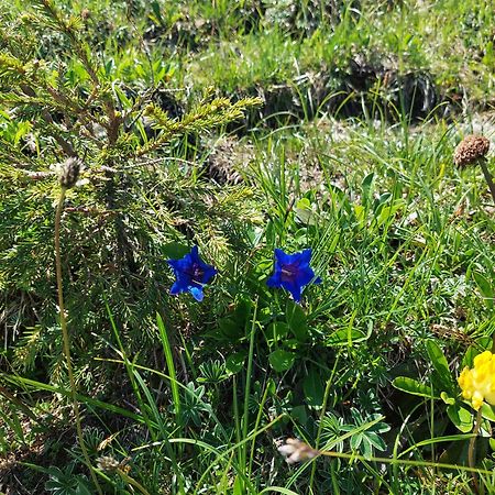 Willa Jausenstation Neuschwand Hittisau Zewnętrze zdjęcie